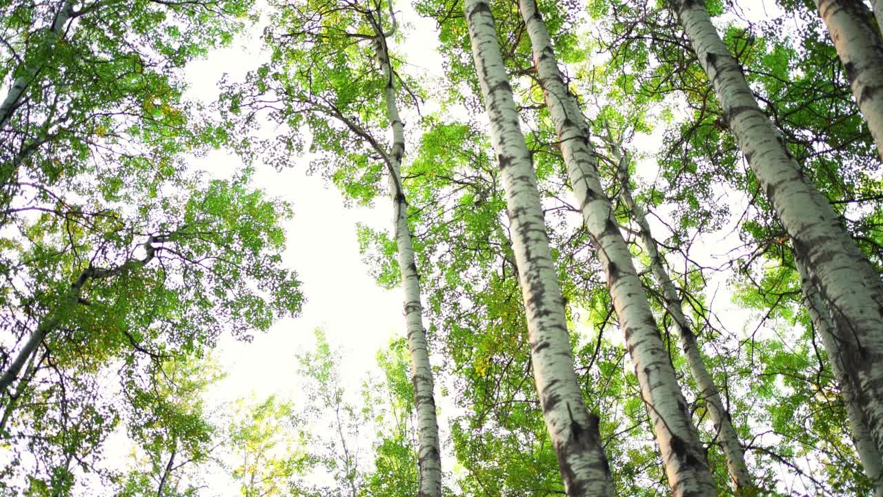 阳光明媚的日子里穿过森林的路视频素材