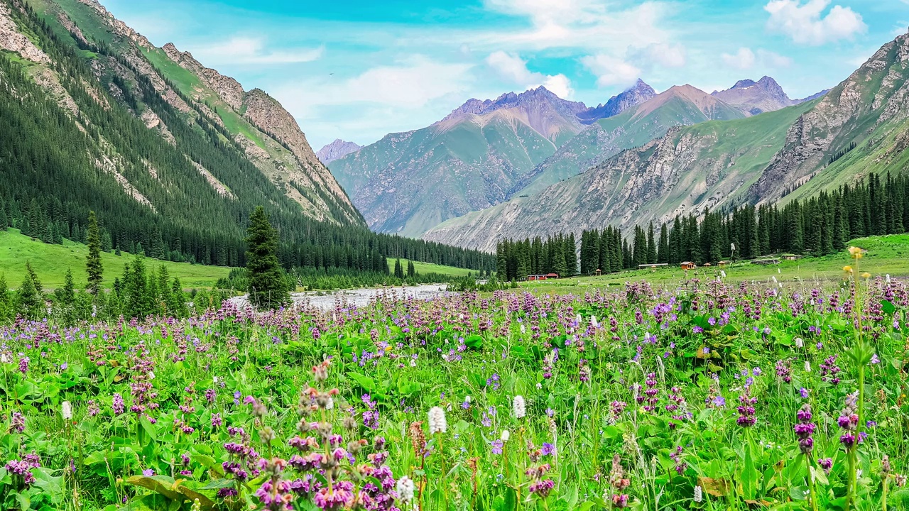 美丽的鲜花和新疆的山景视频素材