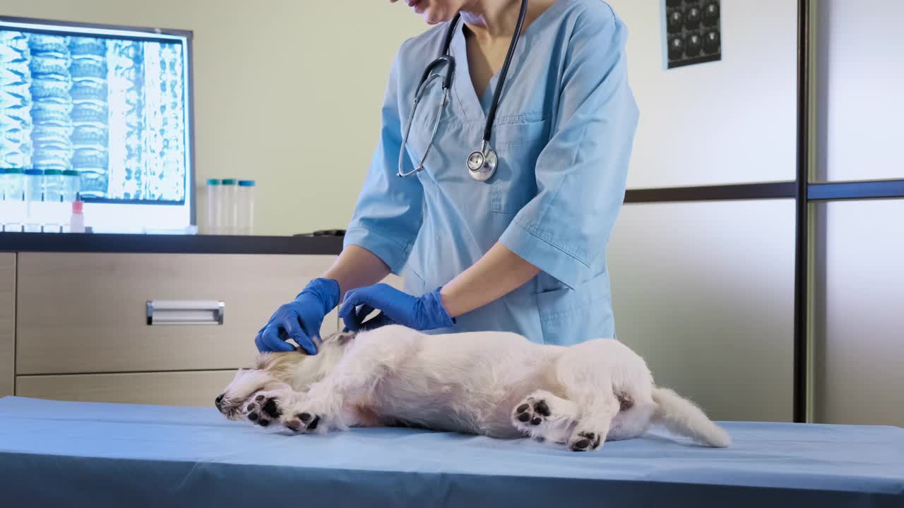 一名女兽医在卫生保健诊所检查杰克罗素犬。宽视图画面视频素材