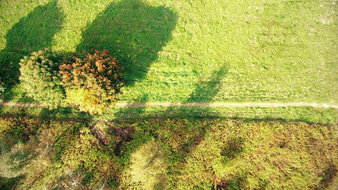 日落时分，空中拍摄到一条被秋天森林环绕的道路。无人机在森林公路上空高高地飞行。神奇的电影风景。视频素材