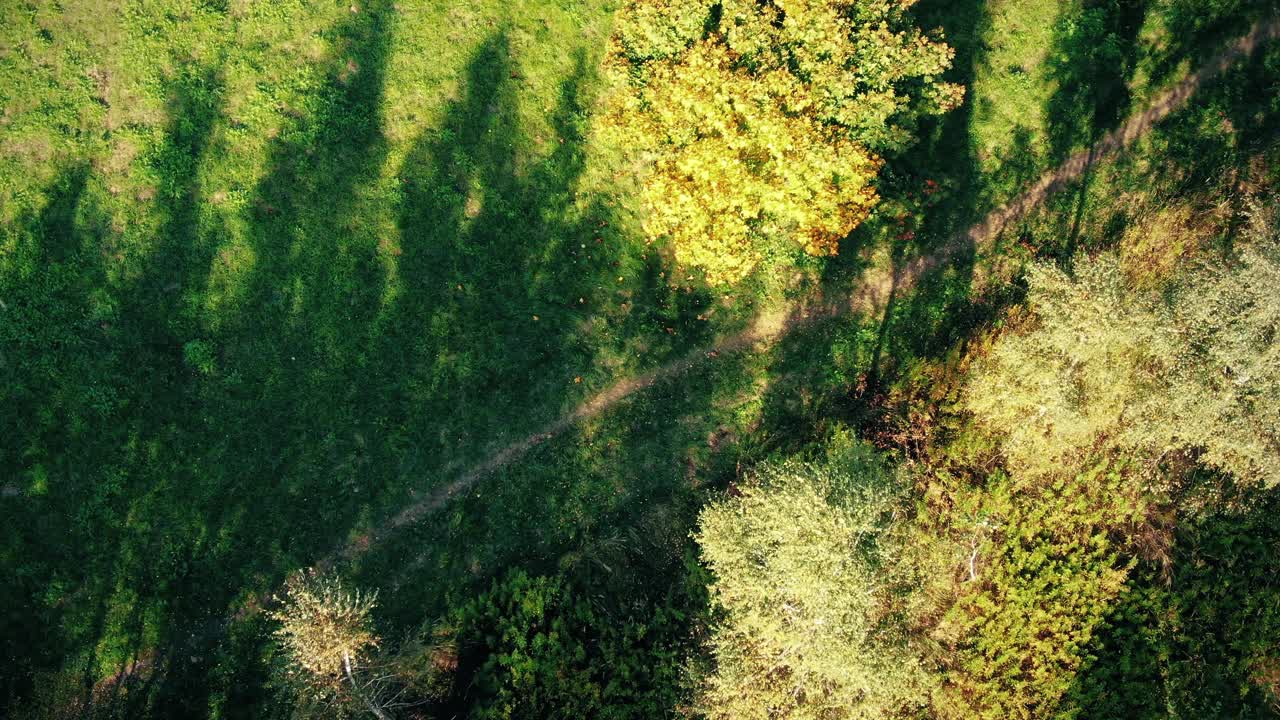 日落时分，空中拍摄到一条被秋天森林环绕的道路。无人机在森林公路上空高高地飞行。神奇的电影风景。视频素材