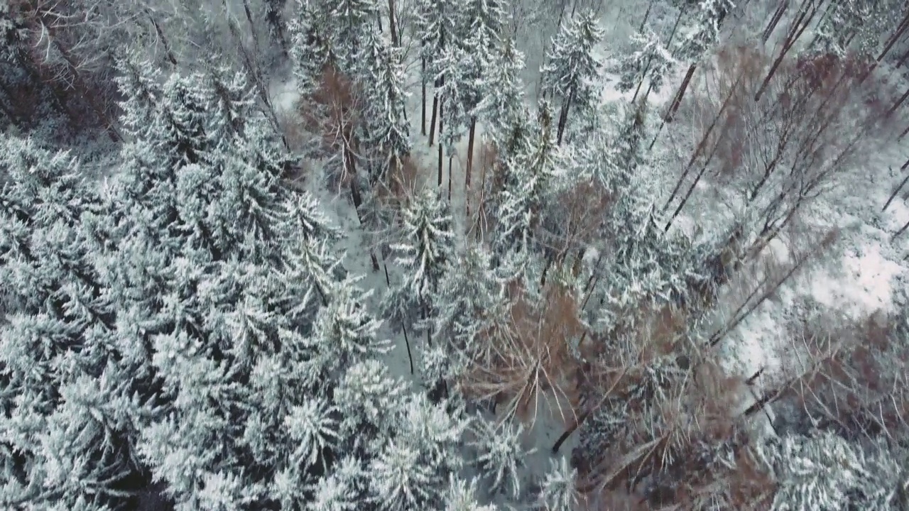 风景如画的冬季森林无人机飞行沿着冰天雪地的树顶在巴伐利亚，德国。绿色的雪树可以从鸟瞰图上看到。大自然户外4K超高清视频素材