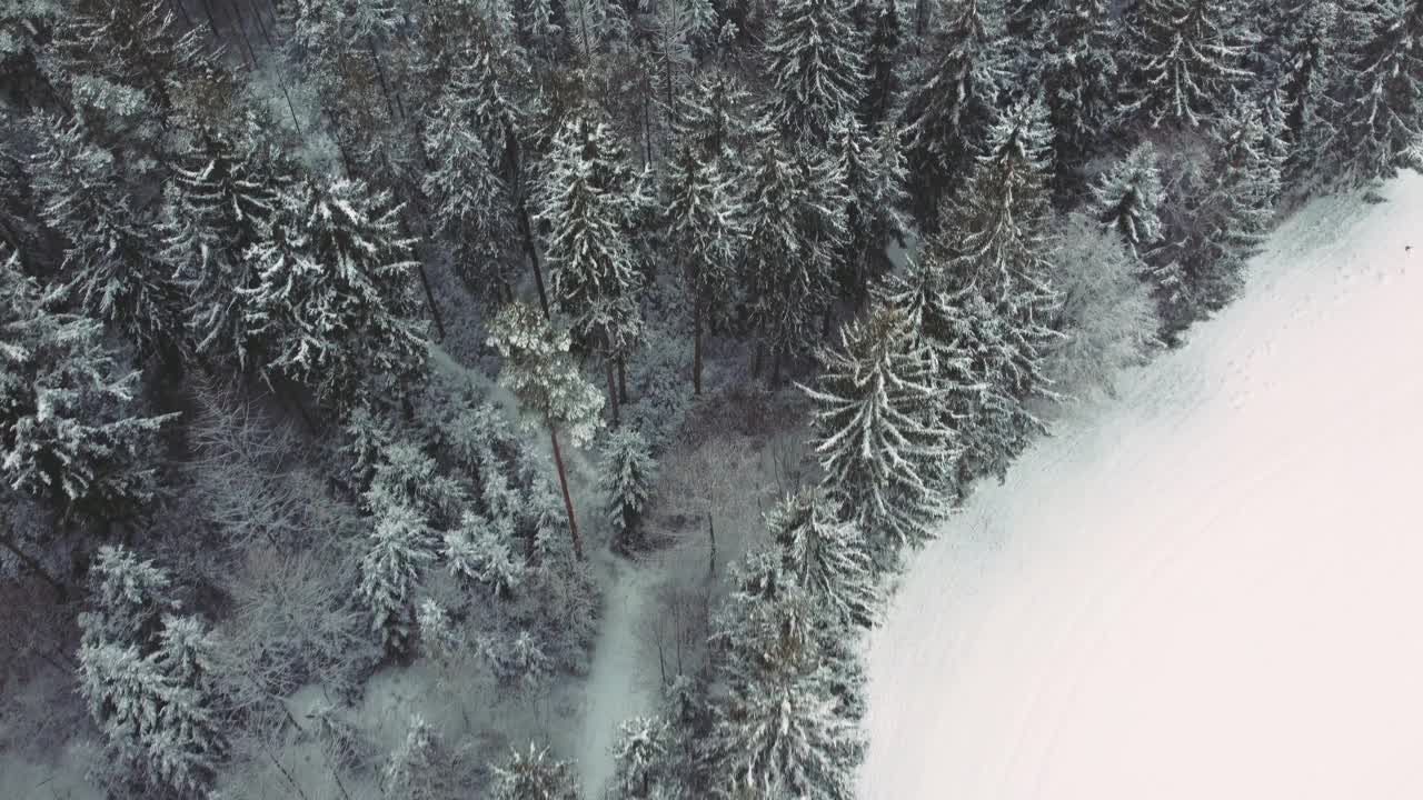 风景如画的冬季森林无人机飞行沿着冰天雪地的树顶在巴伐利亚，德国。绿色的雪树可以从鸟瞰图上看到。大自然户外4K超高清视频素材