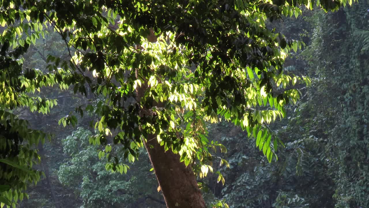 热带雨林中有阳光的树叶和树木视频素材