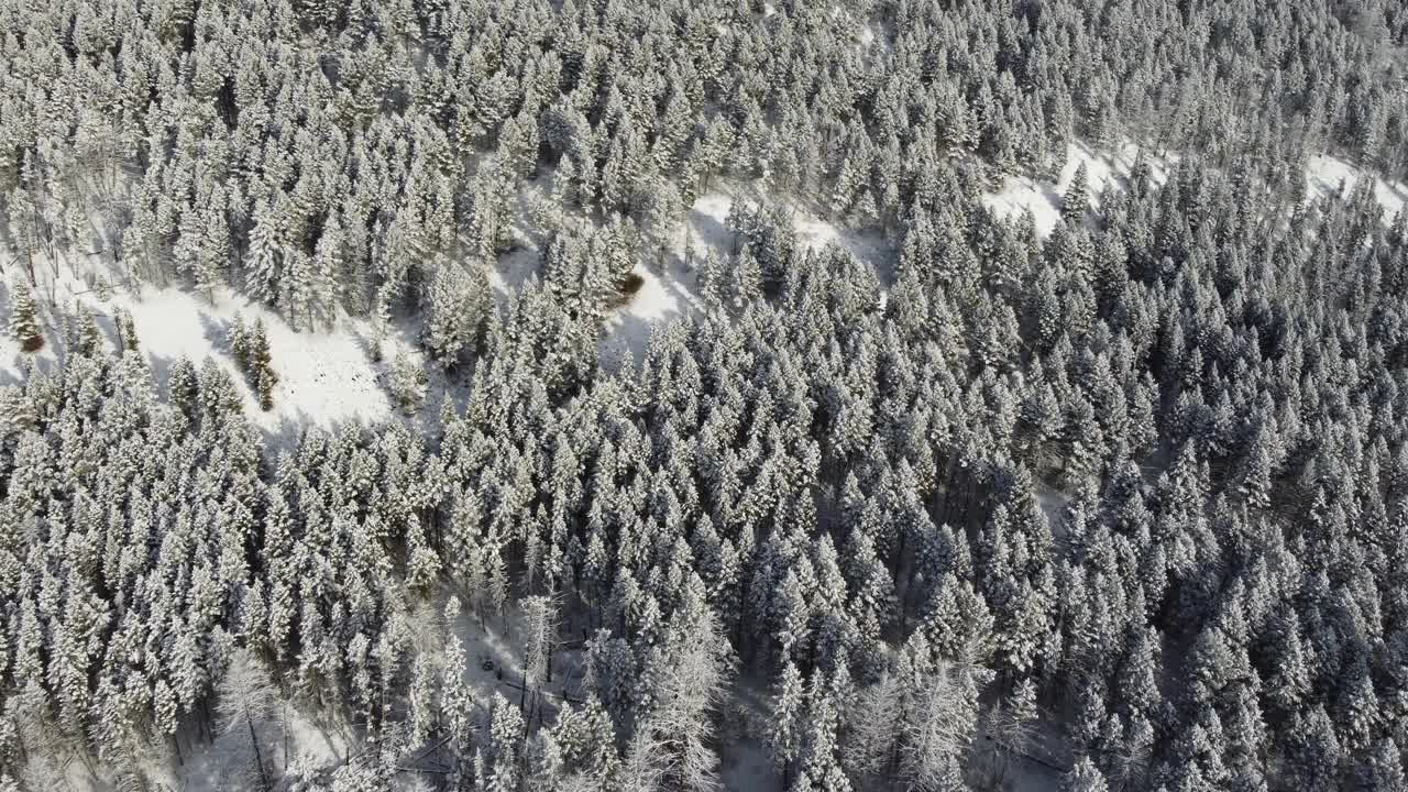 松树被雪覆盖。美国蒙大拿。冬天的场景。视频素材