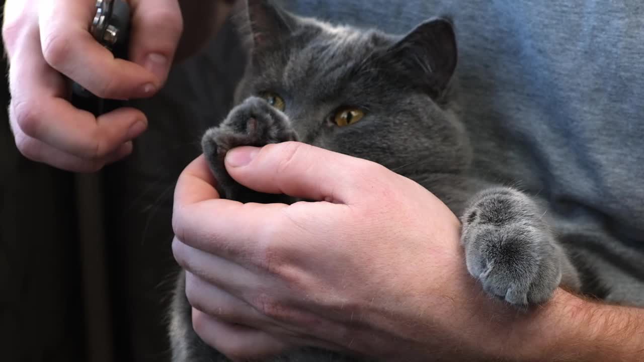 一个人用爪剪剪一只小灰猫的爪子。黄绿色抗拒。视频素材