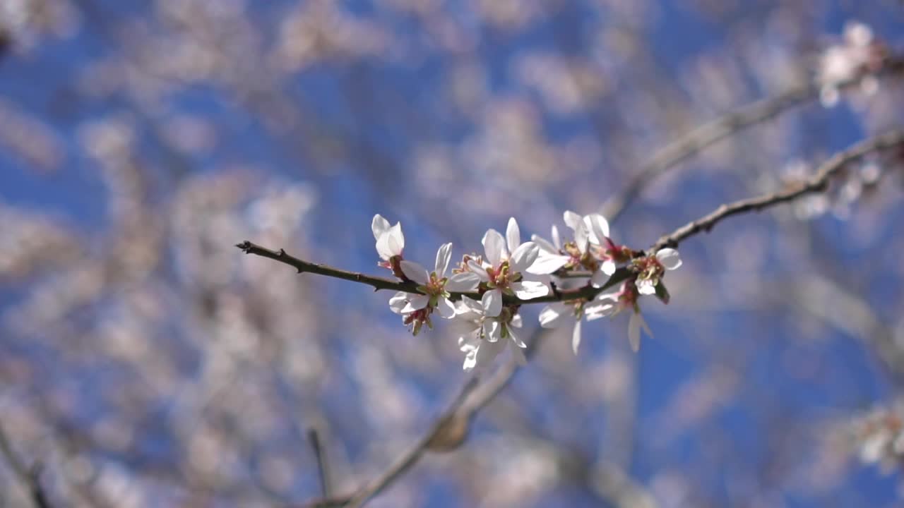 随风飘动的开花杏树视频素材