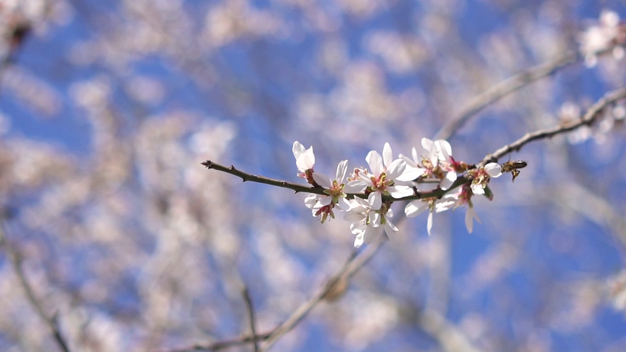 给杏树花授粉的蜜蜂视频素材