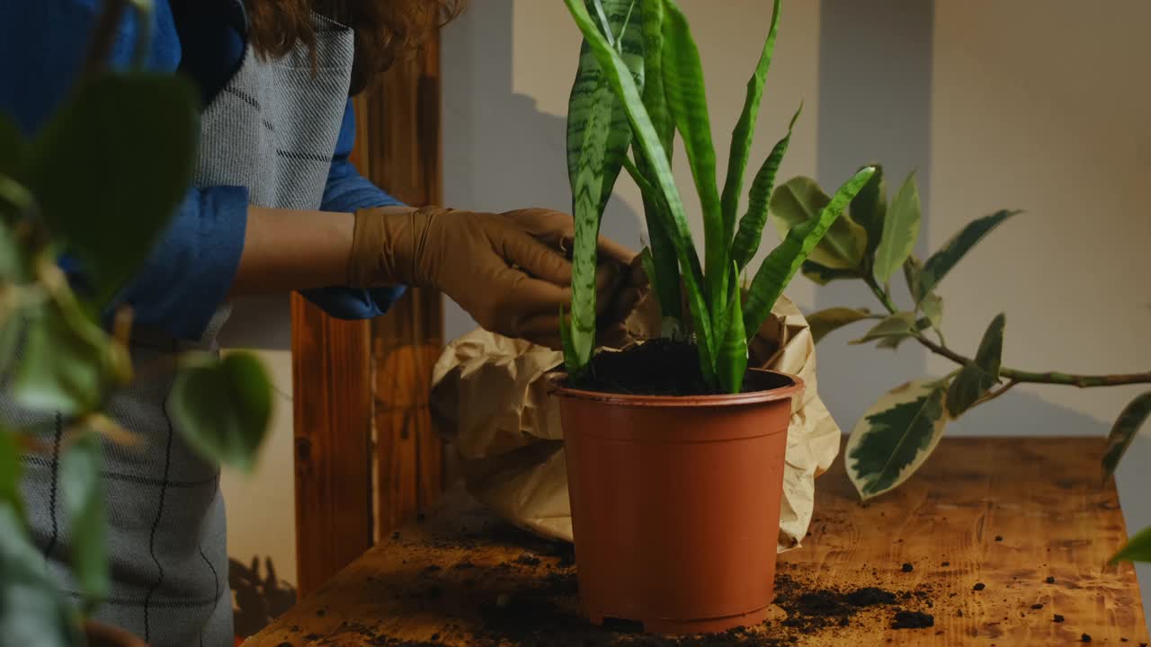 移植虎尾兰室内植物视频素材