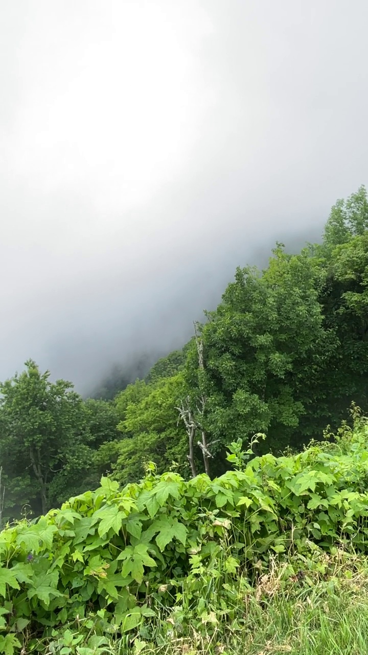 夏天的蓝岭公园路雾和绿叶视频素材