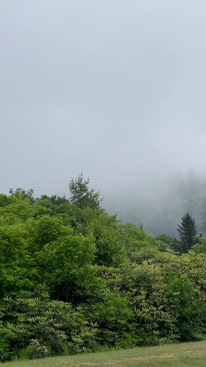 蓝岭公园路雾和山中的树木视频下载