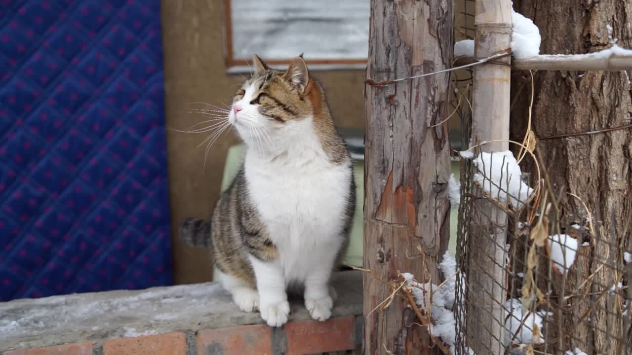 院子墙上猫家猫流浪猫视频素材