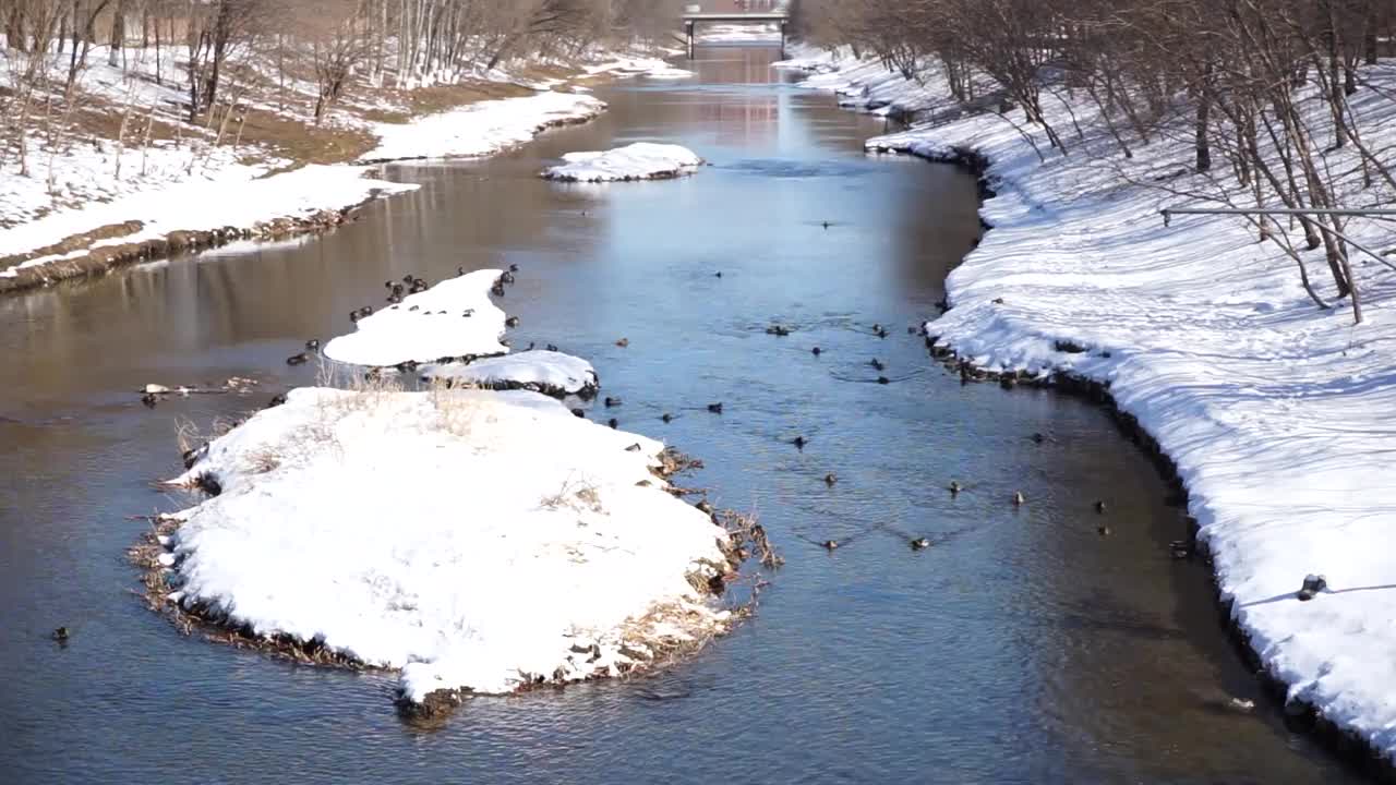 冬天雪河野鸭视频素材