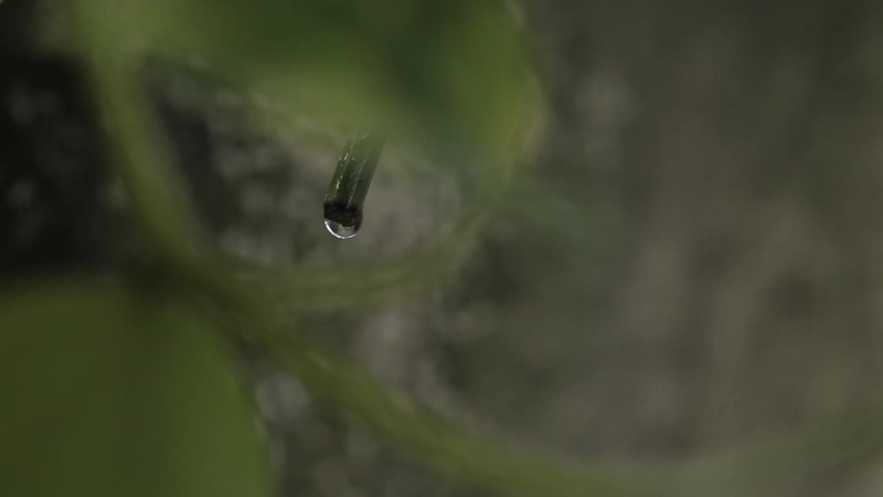 雨滴从花茎上落下视频素材