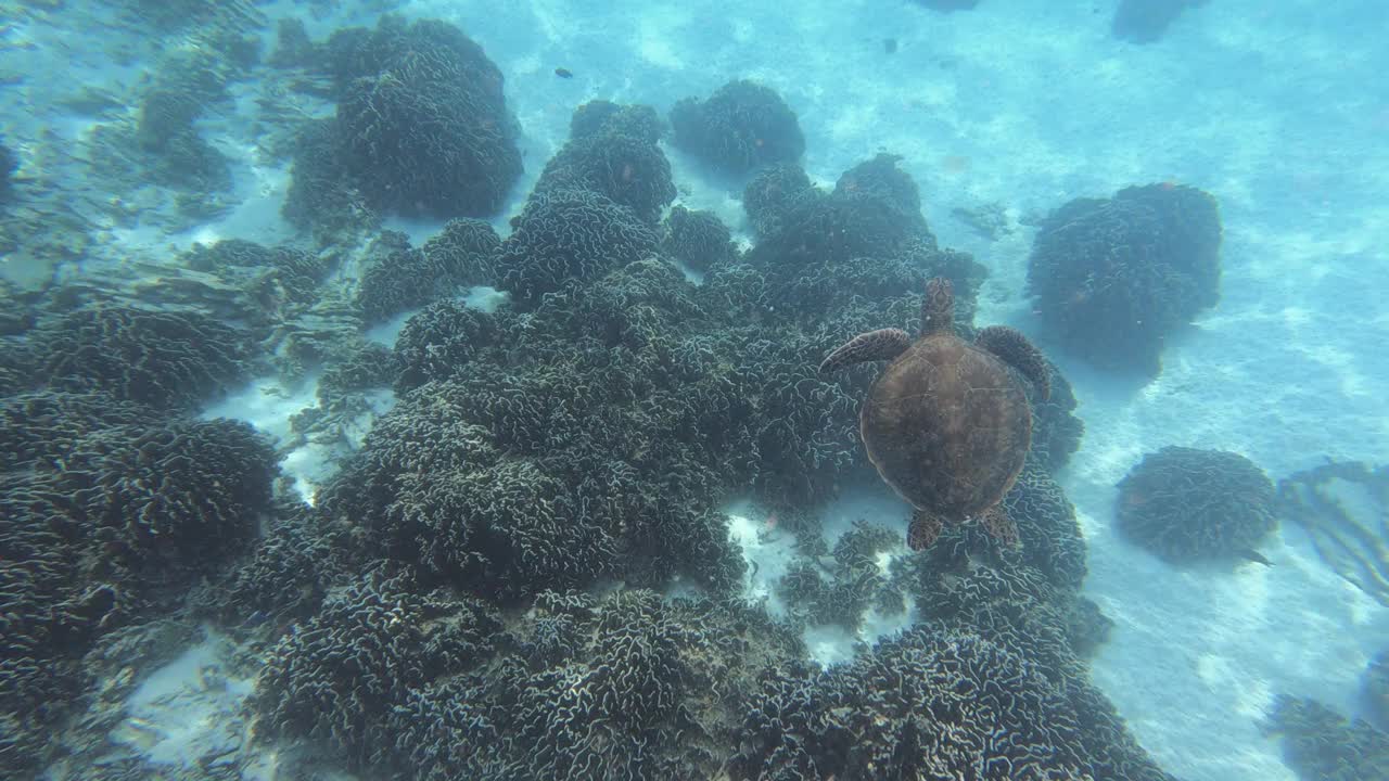 在安达曼海水下游泳的海龟，海洋生物在海中。视频素材