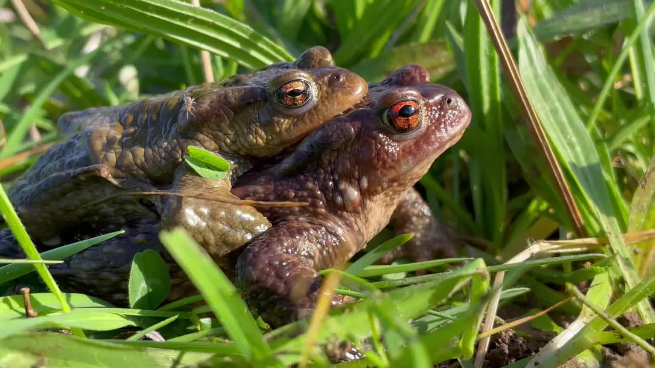 繁殖des crapauds视频下载