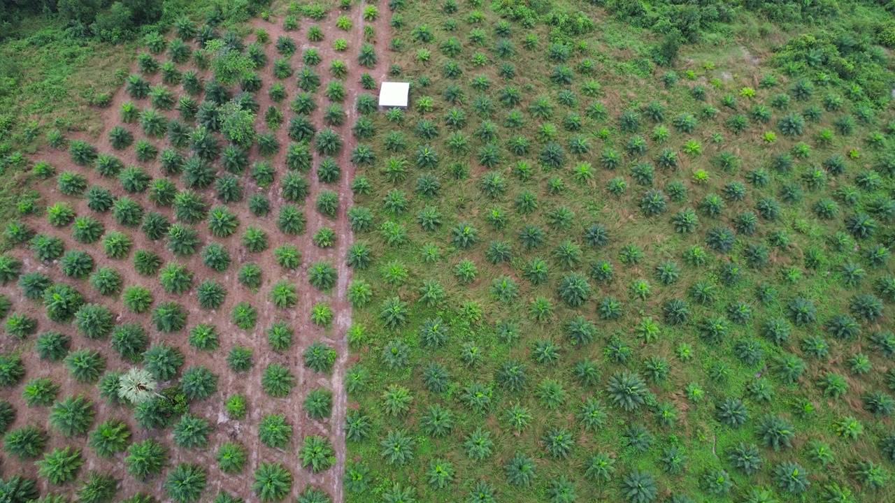 小棕榈树植物苗圃从空中视频素材