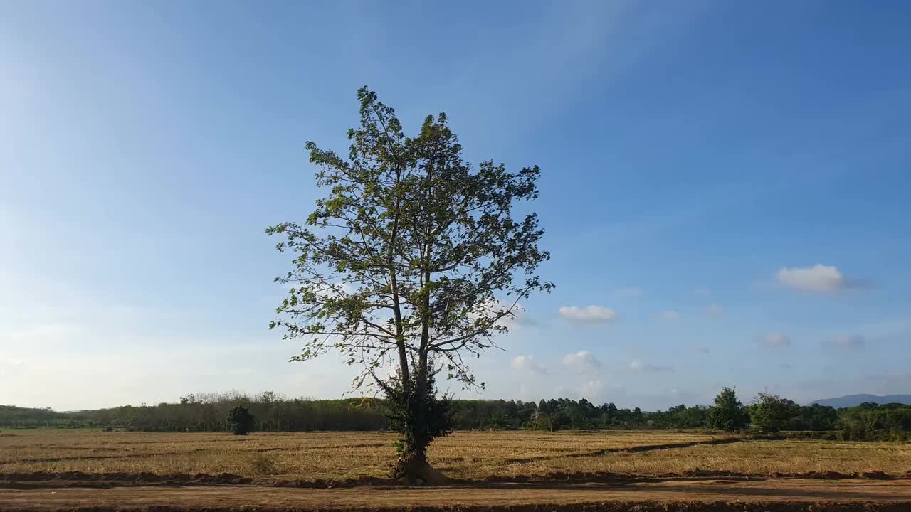 干旱农田上的单树，天空湛蓝视频素材