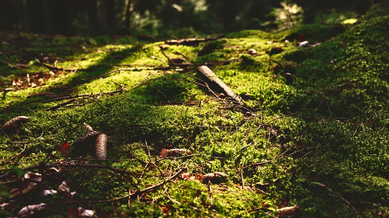 阳光下的绿色苔藓与树枝和松果在森林地板上视频素材