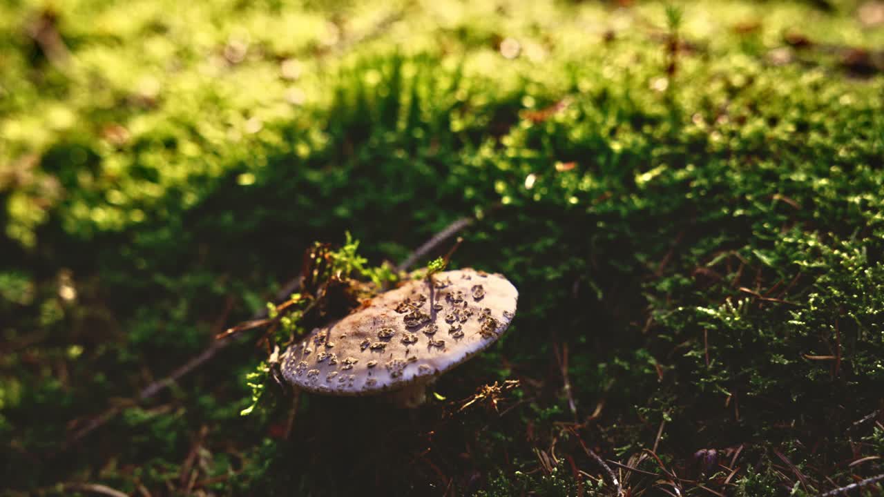 在阳光下的森林地面上的毒菌视频素材