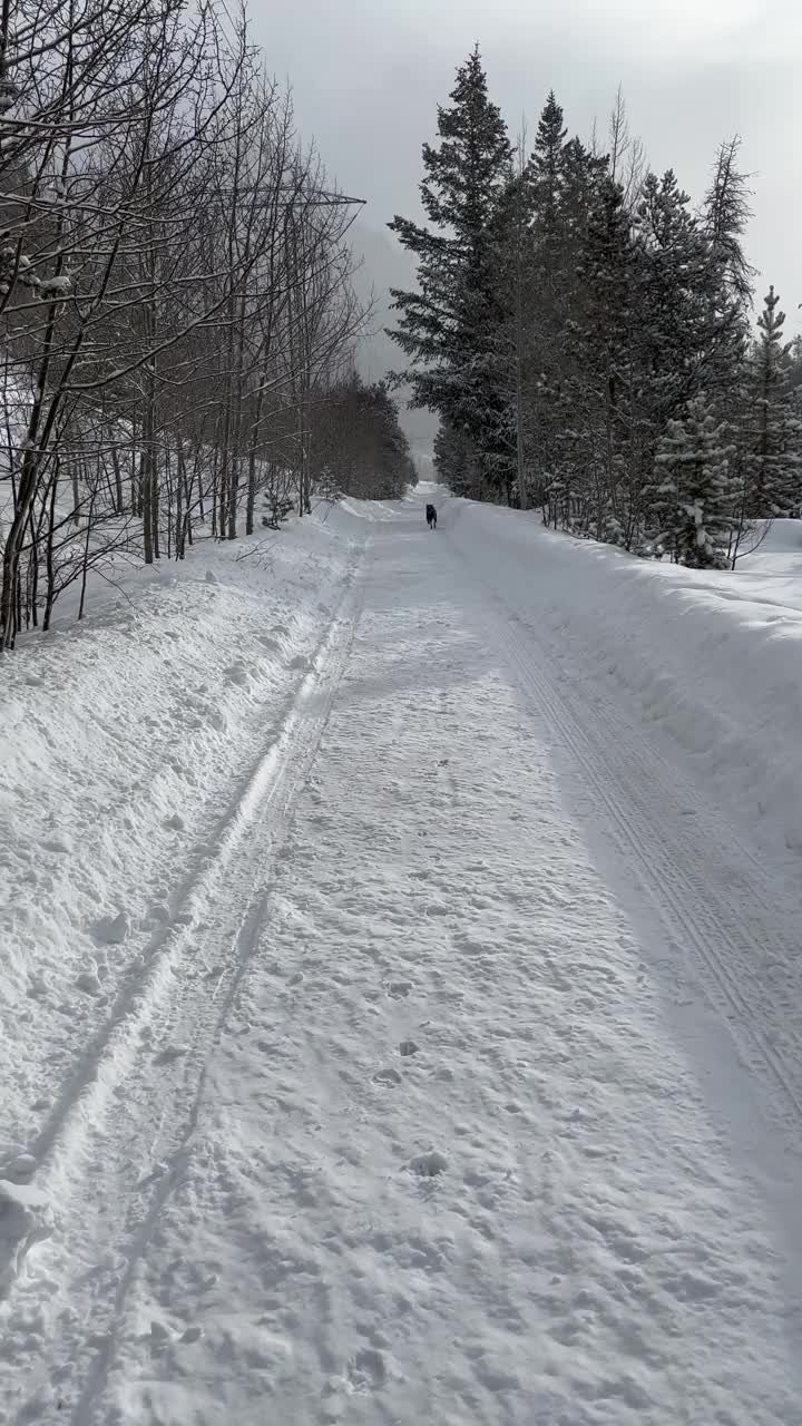 在雪地里遛狗视频下载