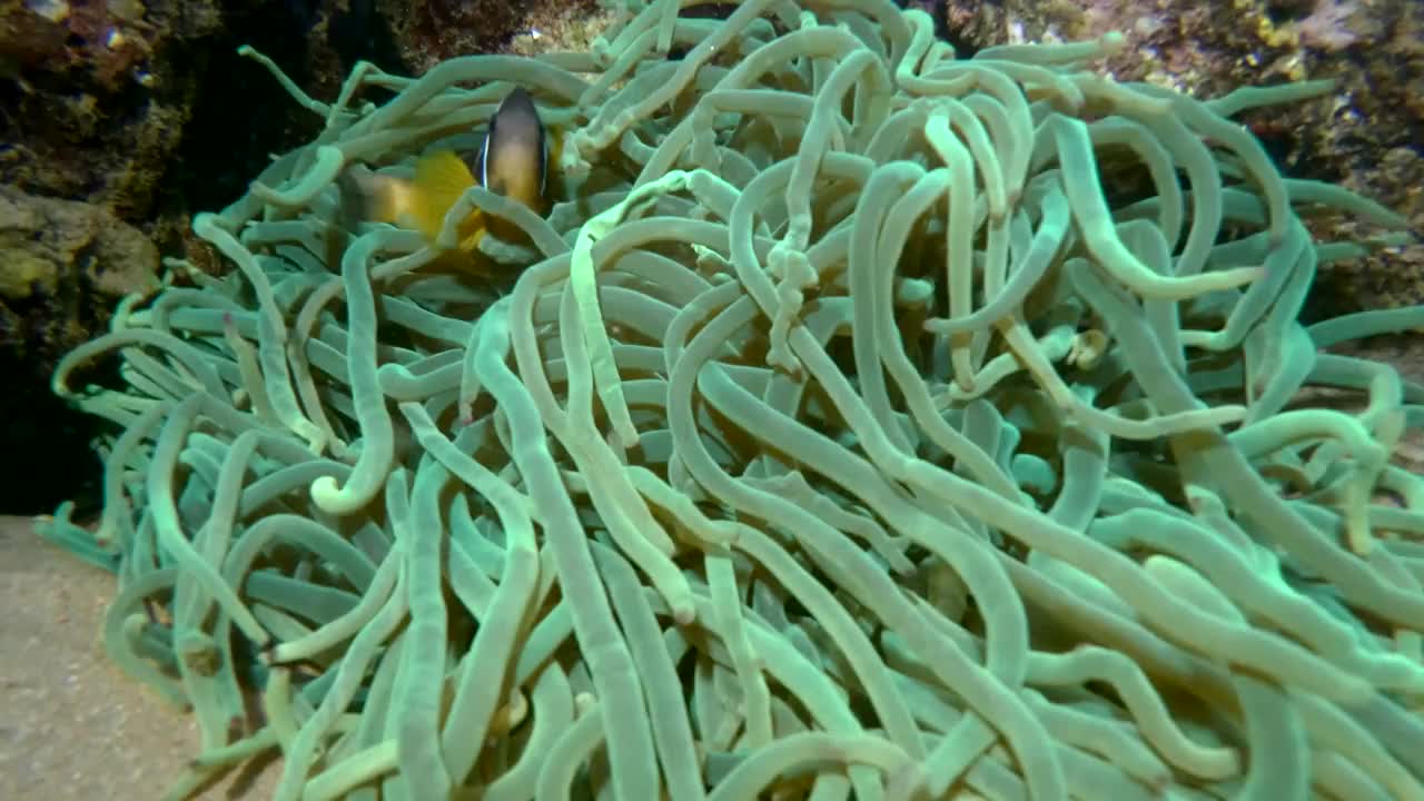 荧光海葵中的小丑鱼。红海海葵鱼或三带海葵鱼(双纹海葵)。4 k-60fps视频素材