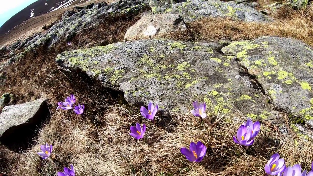 在奥地利的高山草地上，一束盛开的藏红花的近景。在《花儿朵朵》视频素材