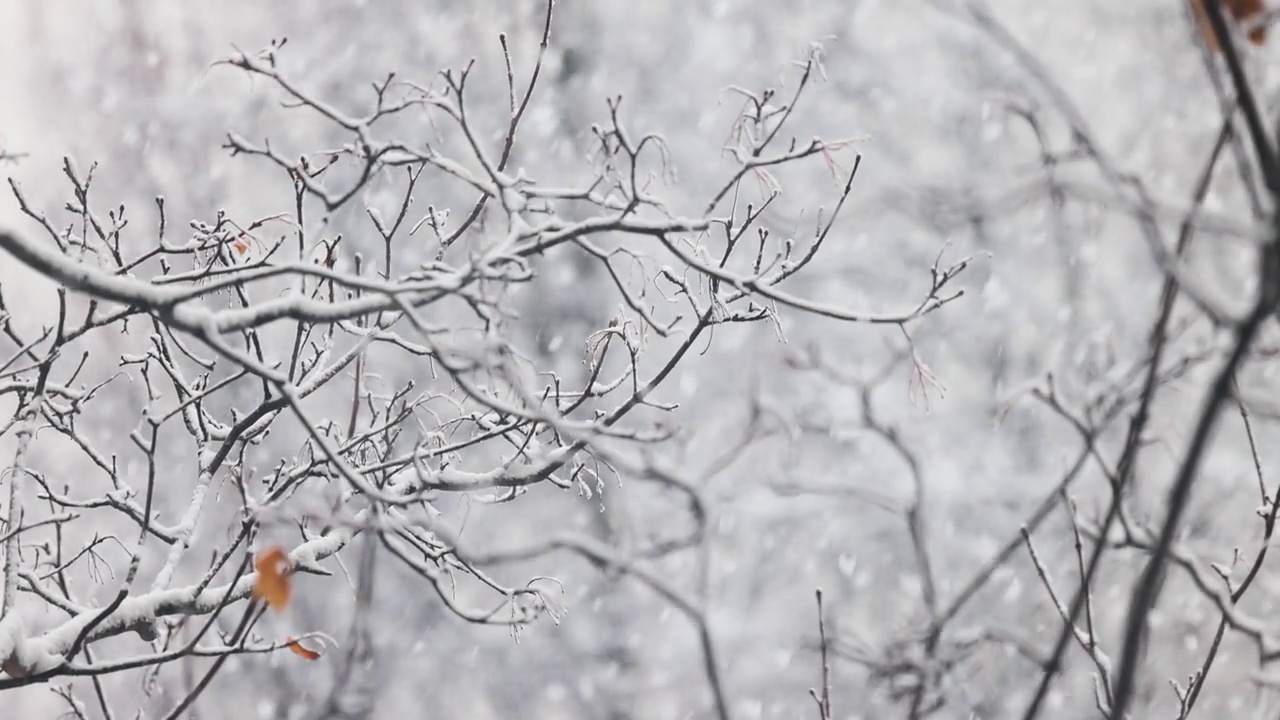 树枝在下雪的背景上。一片片雪花飘落在冬季的大地上。视频素材