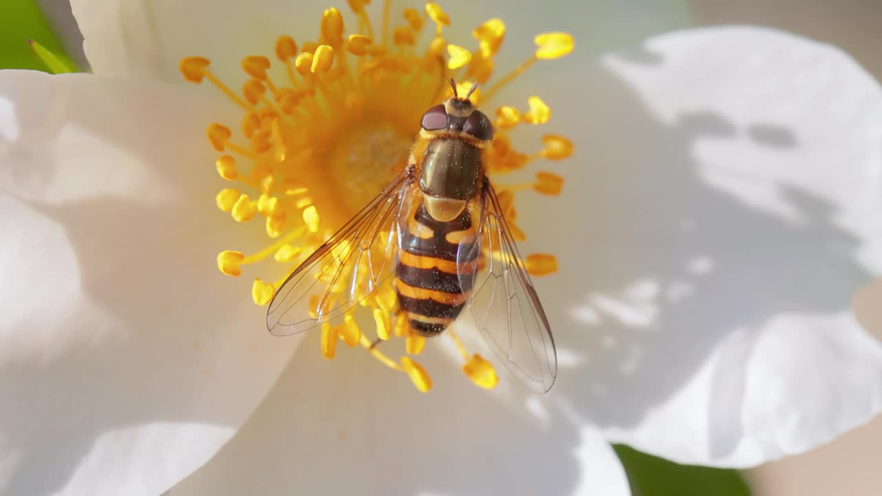 食蚜蝇，花蝇或食蚜蝇，昆虫科食蚜蝇。他们把自己伪装成危险的昆虫，黄蜂和蜜蜂。许多物种的成虫主要以花蜜和花粉为食。视频素材