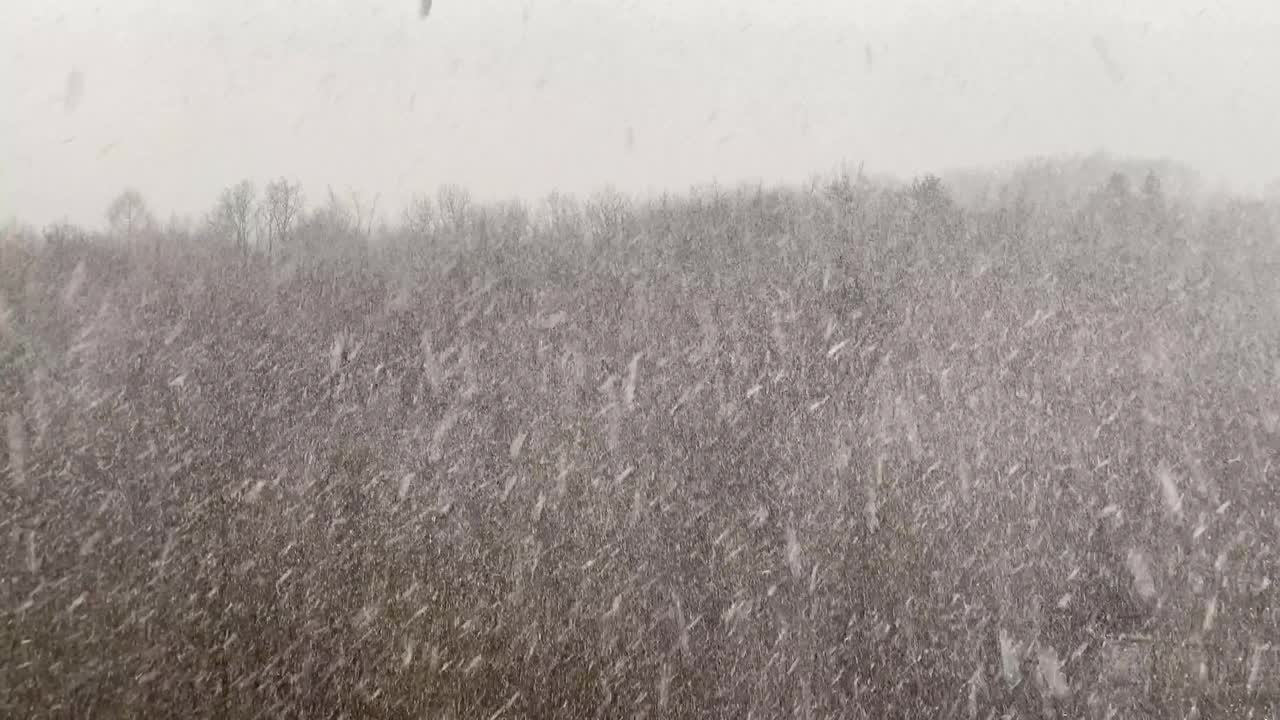 森林里下了大雪视频素材