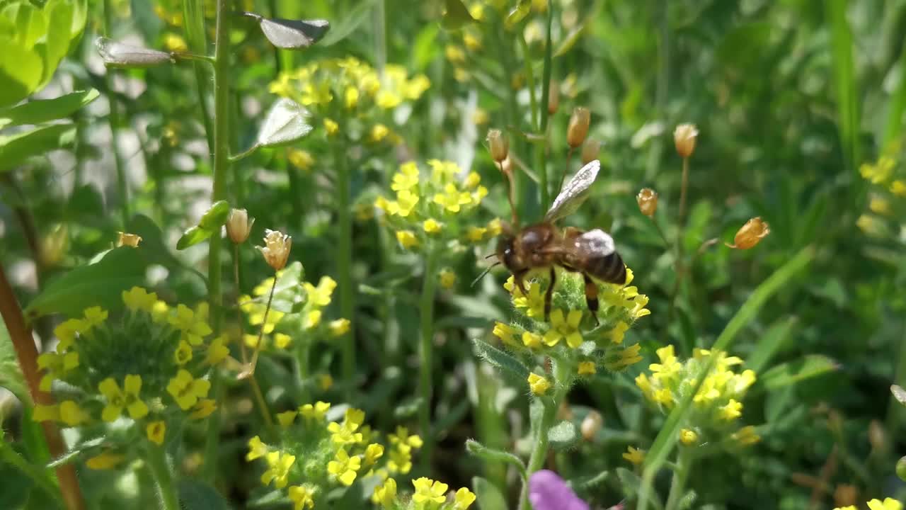 蜜蜂野花。一个夏日的自然时刻视频素材