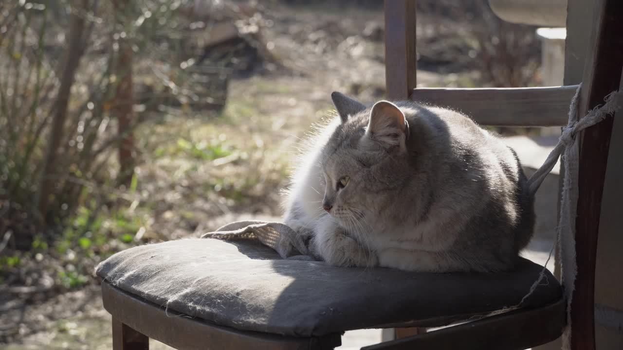 流浪的灰猫躺在街上破旧的椅子上视频素材