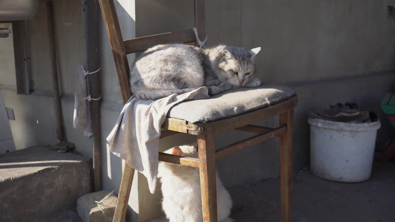 流浪的灰猫躺在街上破旧的椅子上视频素材