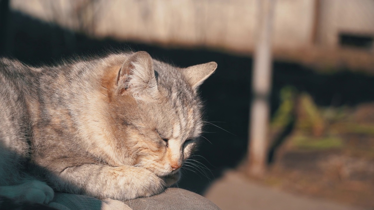 流浪的灰猫躺在街上破旧的椅子上视频素材