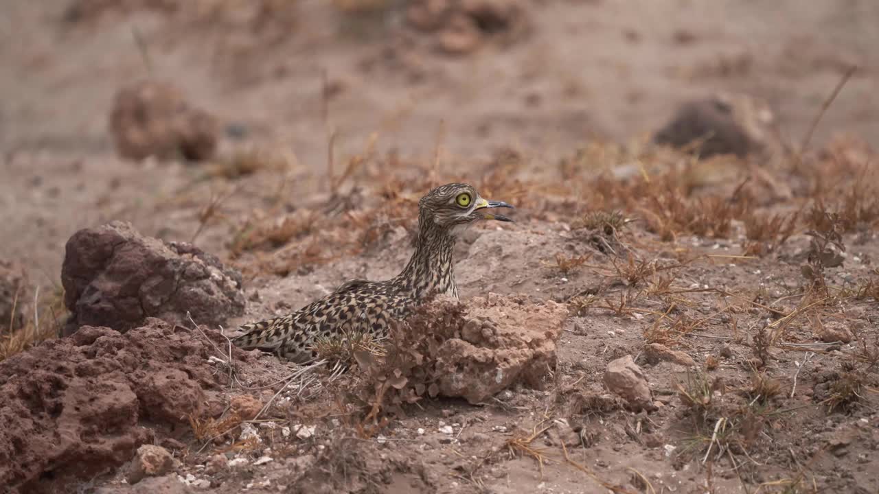 有斑点的厚膝- Burhinus capensis也被称为斑点dikkop或Cape厚膝，Burhinidae中的涉禽，原产于非洲中部和南部的热带地区，巢上的鸟视频素材