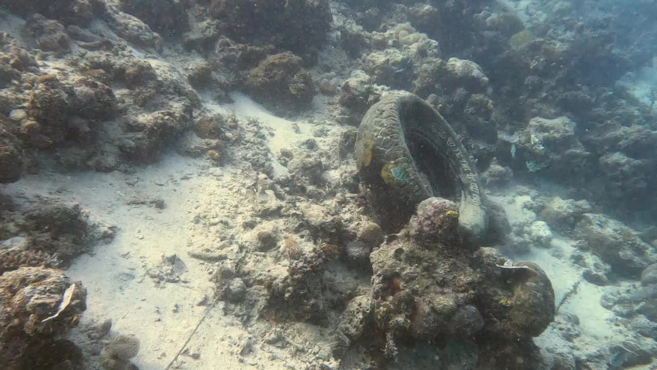 在水下生活视频素材