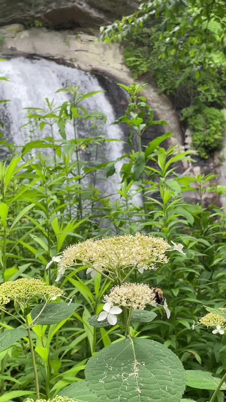 蓝脊公园路瀑布与花和蜜蜂视频下载