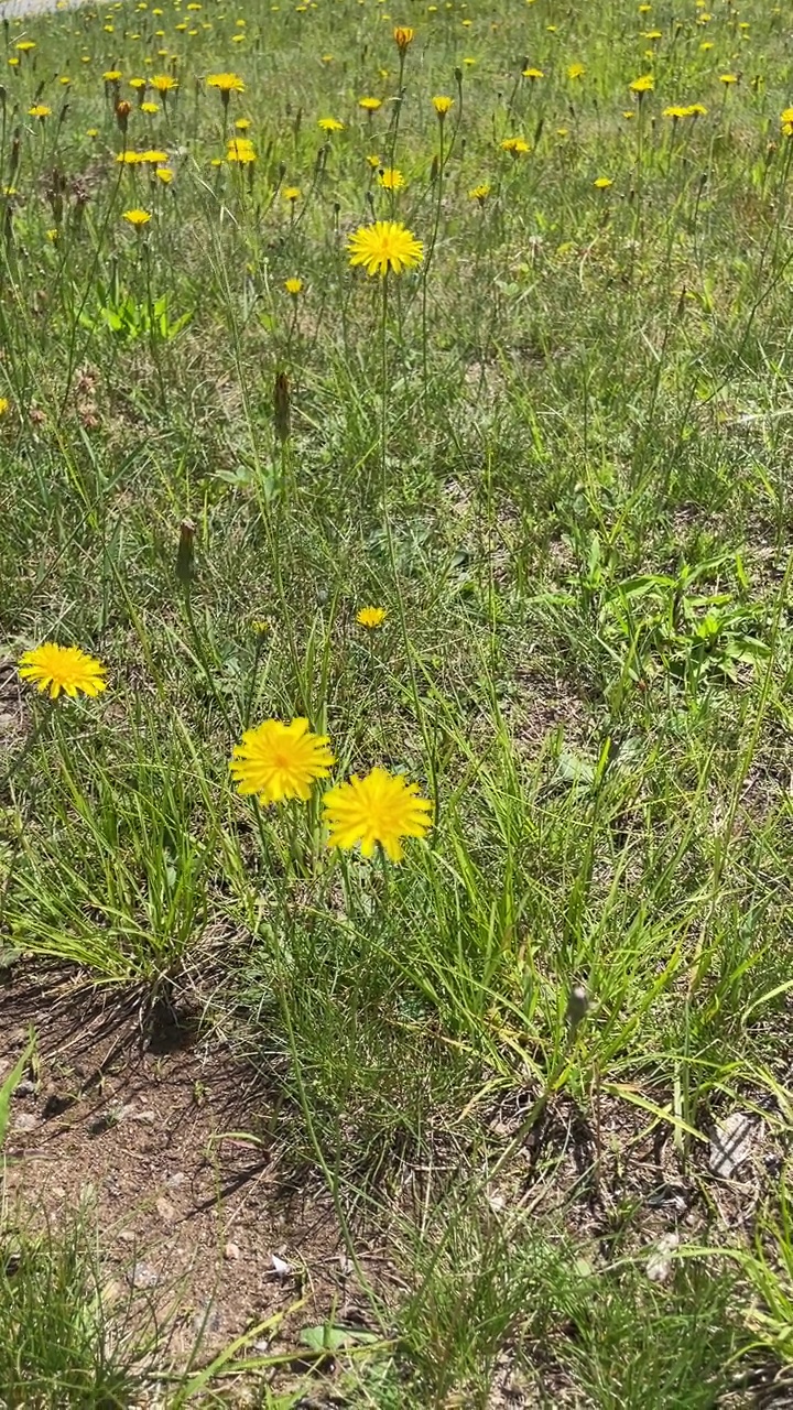 蓝岭公园路路边黄色野花和公路在夏天视频下载