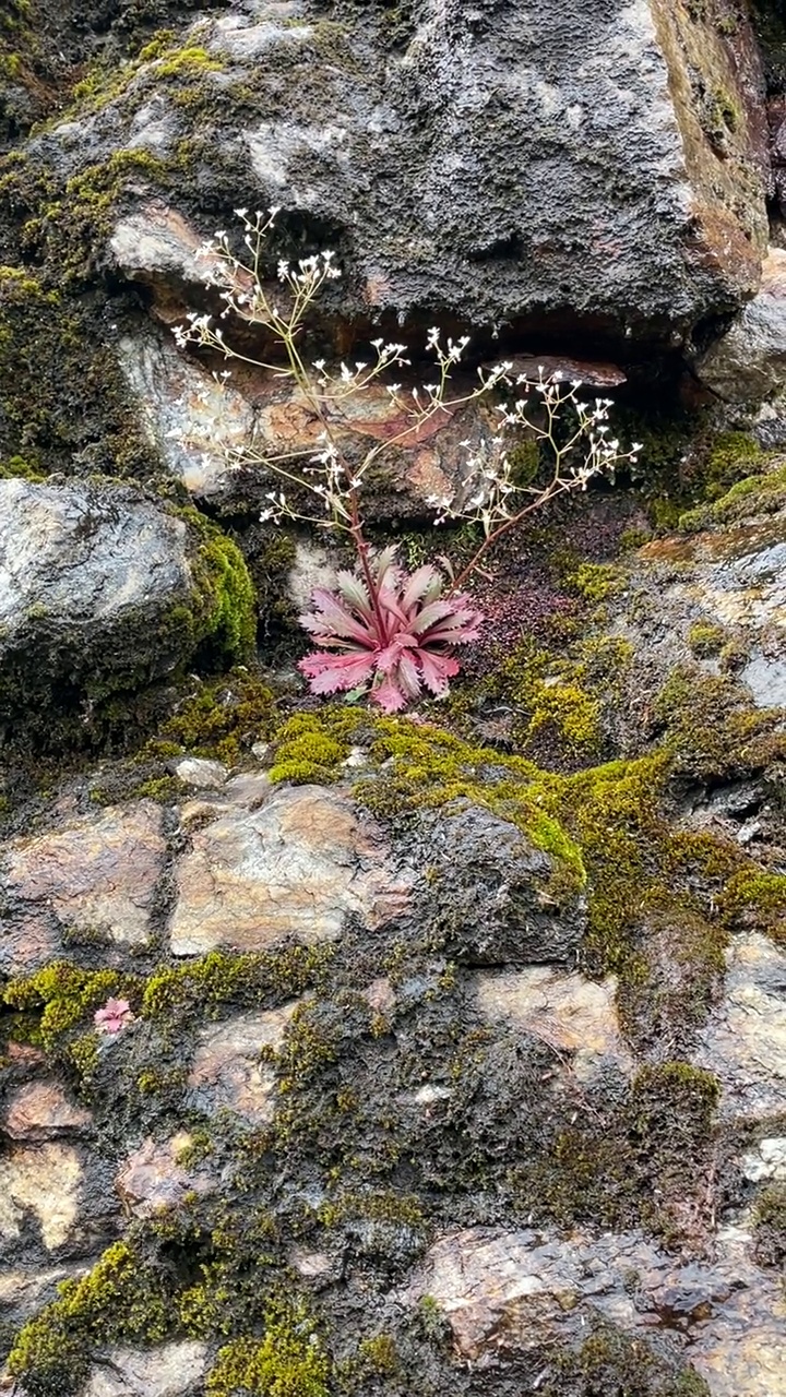 蓝岭公园路哭泣岩墙苔藓和花视频素材