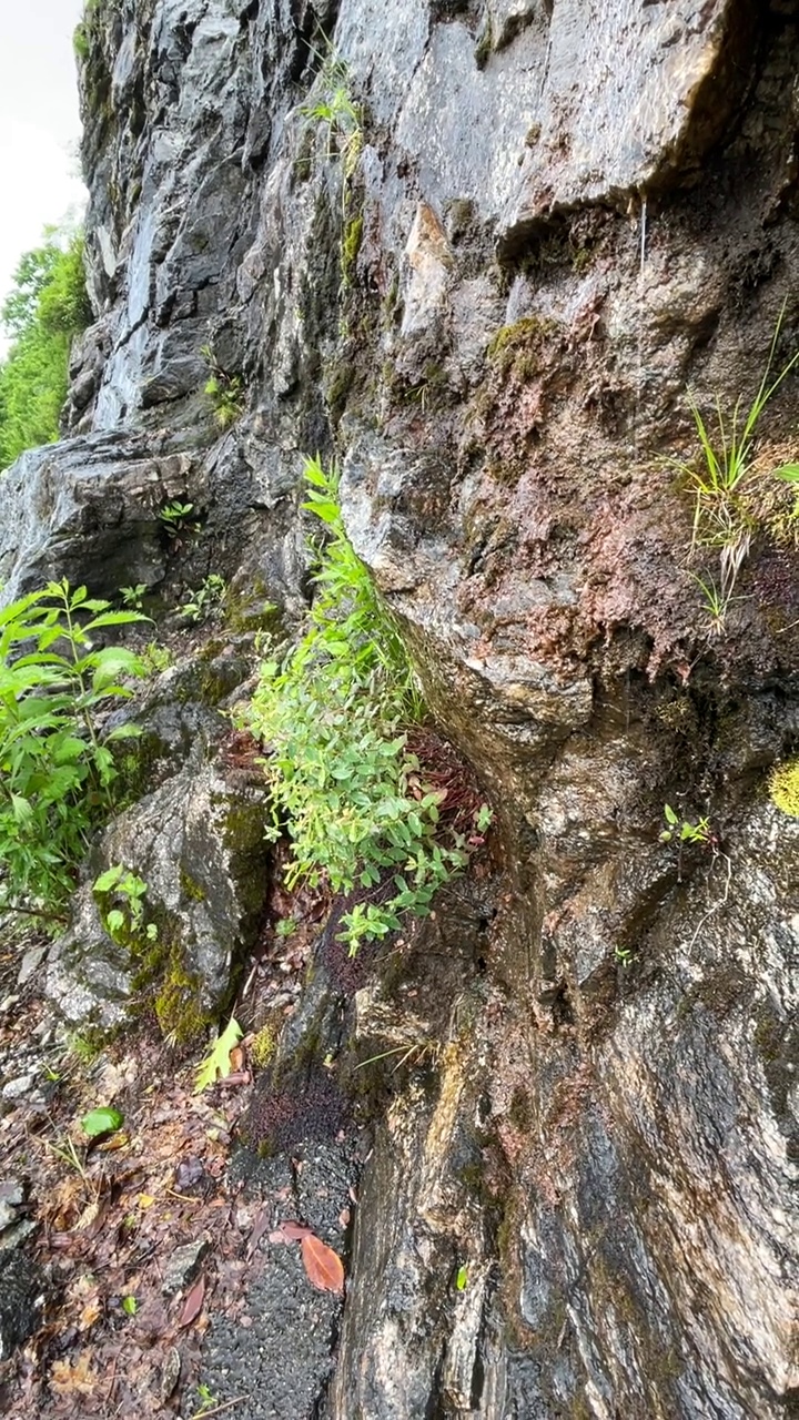 蓝岭公园路绿荫岩墙视频素材