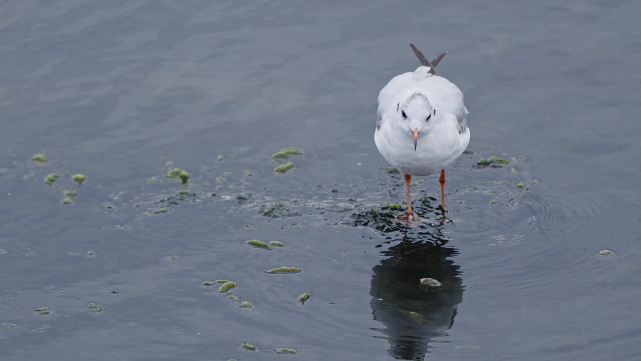 动物鸟海鸥在海水中视频素材