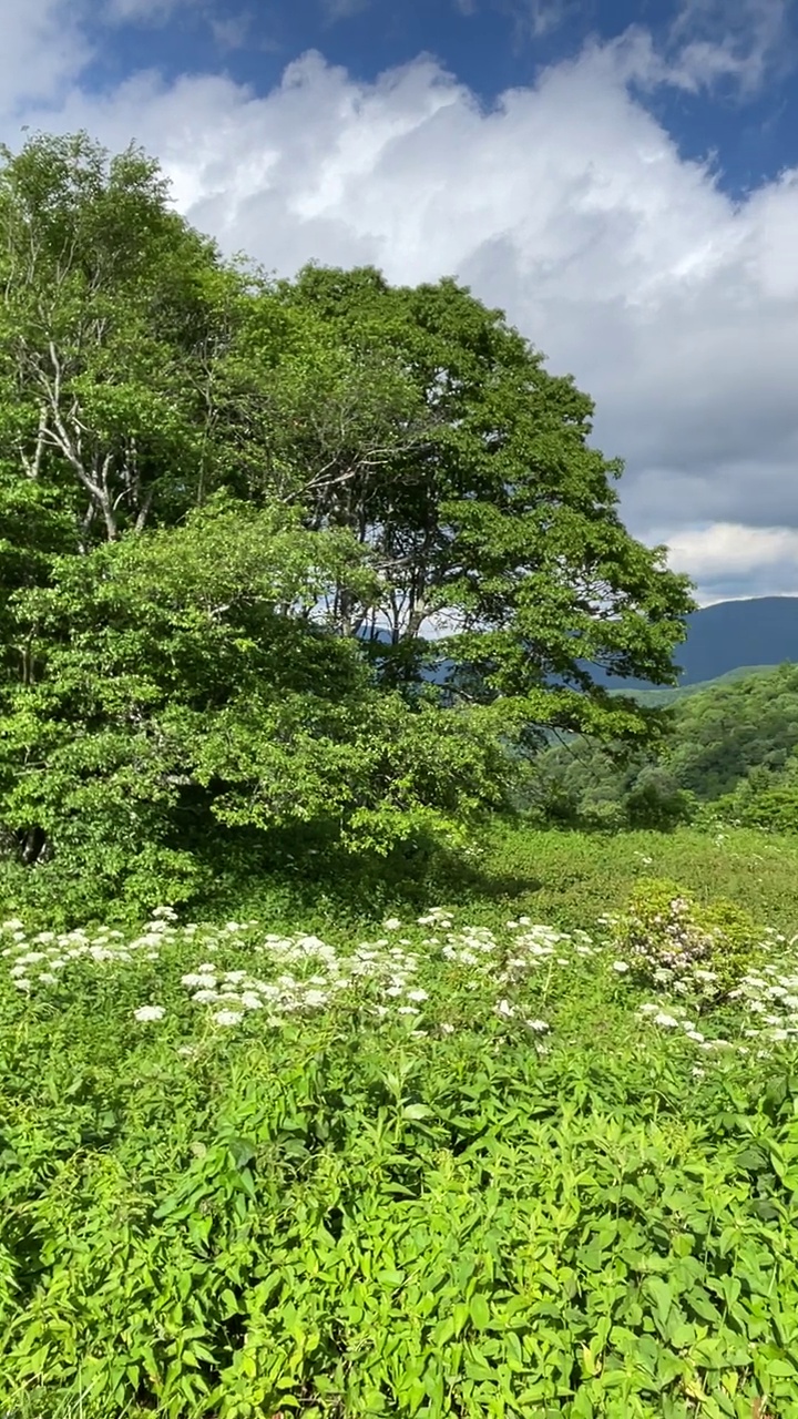 蓝岭公园道路树木，山脉，和白色的花在夏天的一天视频素材