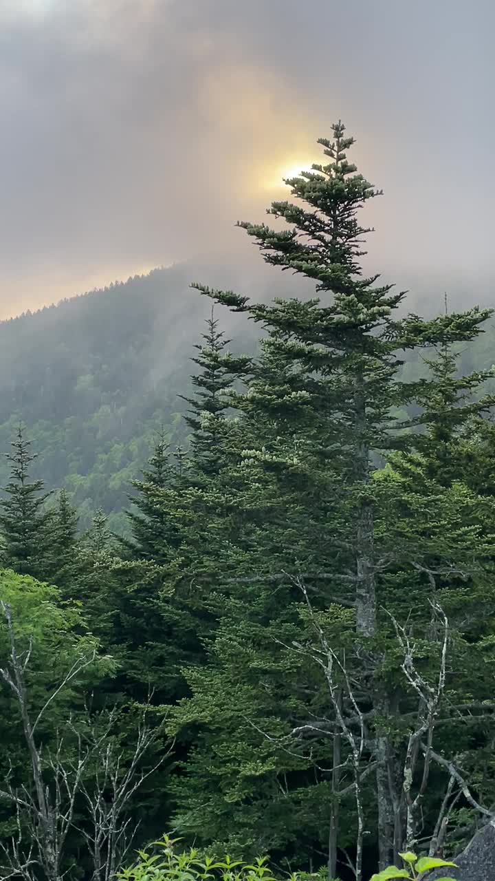 大烟山常青树，太阳在雾后视频素材