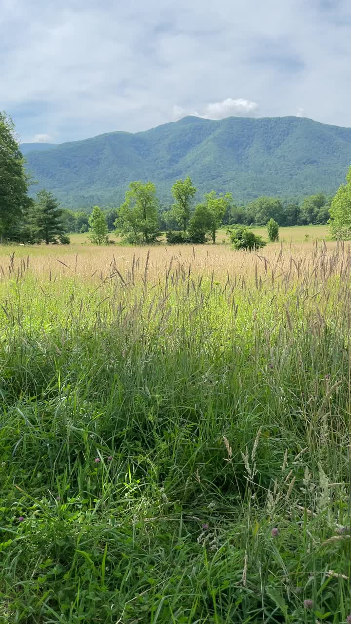 大烟山在草地上的高草与山的背景视频下载