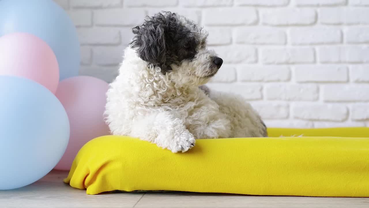 可爱的卷毛混血狗躺在狗床上四处张望视频素材