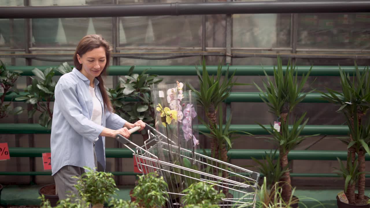 室内植物批发概念。一位漂亮的年轻白人女子摘了一棵多叶的无花果树，把它放进了购物车。一位妇女在苗圃里为家里购买室内植物。视频素材