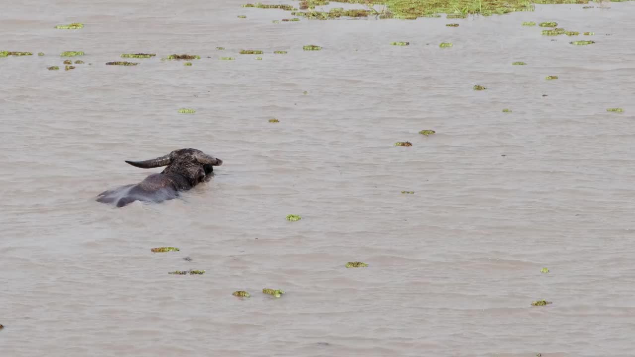 野生水牛在湖里捕食水下的草或海藻视频素材