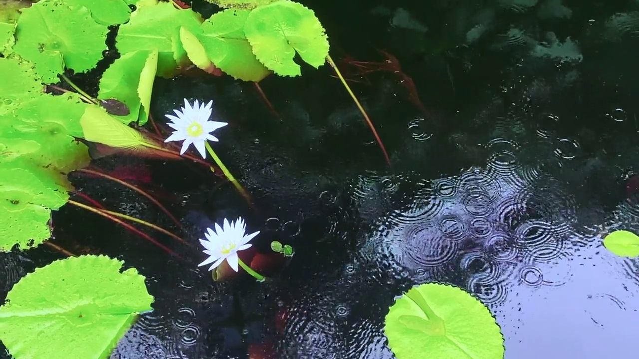 雨湖上的荷花和睡莲视频素材