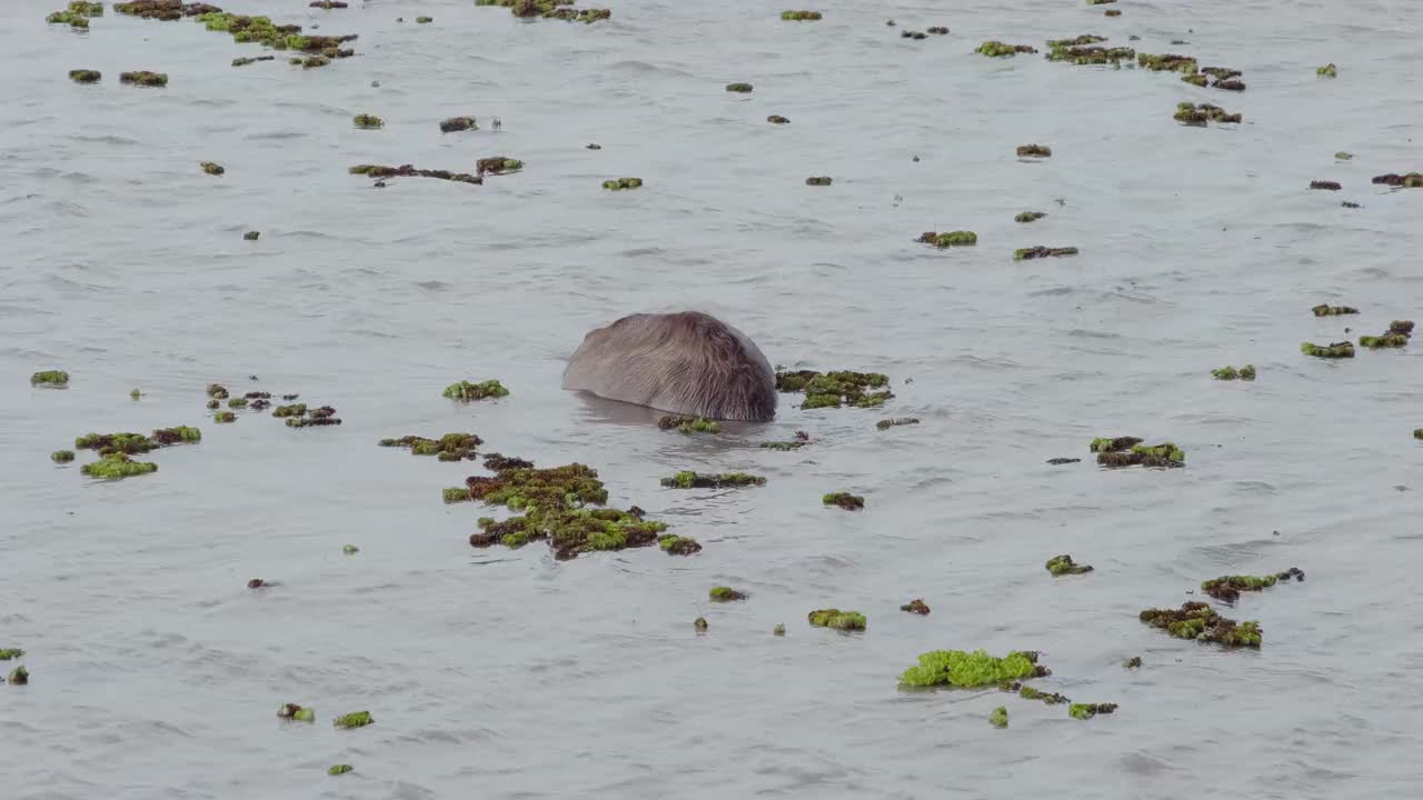 野生水牛在湖里捕食水下的草或海藻视频素材