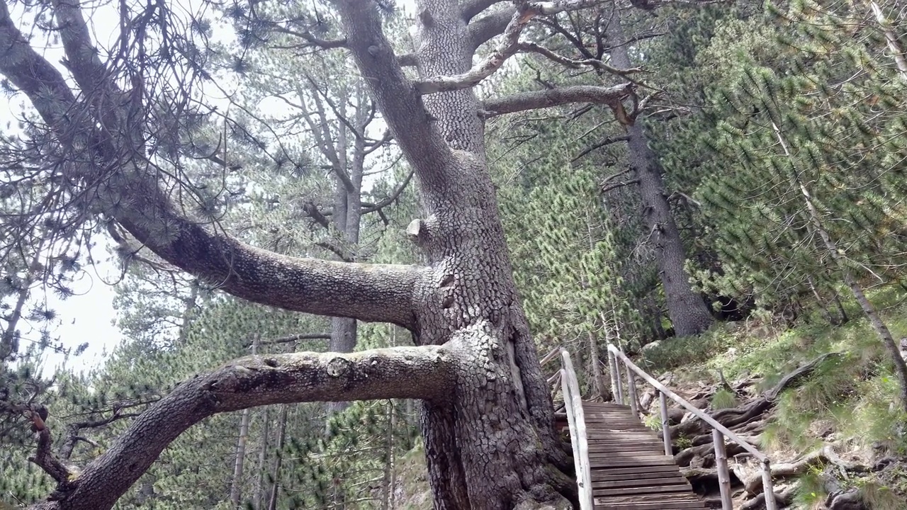 保加利亚班斯科森林里的匹林山上有一棵古老的巨型橡树。村田树是吸引游客的旅游胜地视频素材